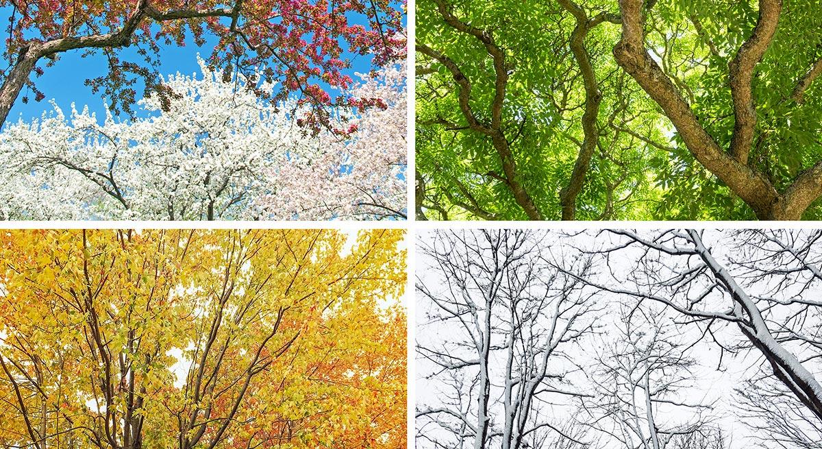 Photo of all seasons - spring, summer, fall, winter Photo of all seasons - spring, summer, fall, winter